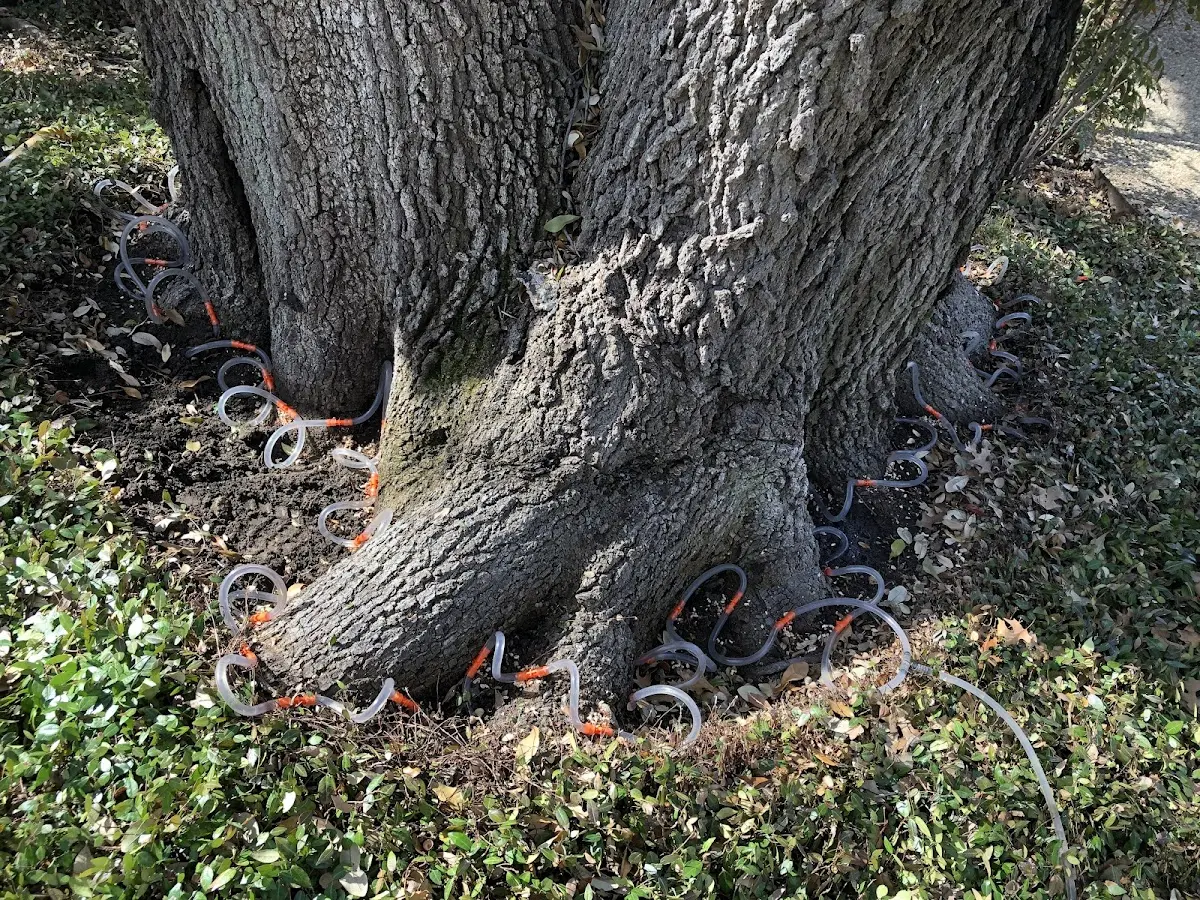 Detailed Tree Cabling and Bracing job site in Perkinston