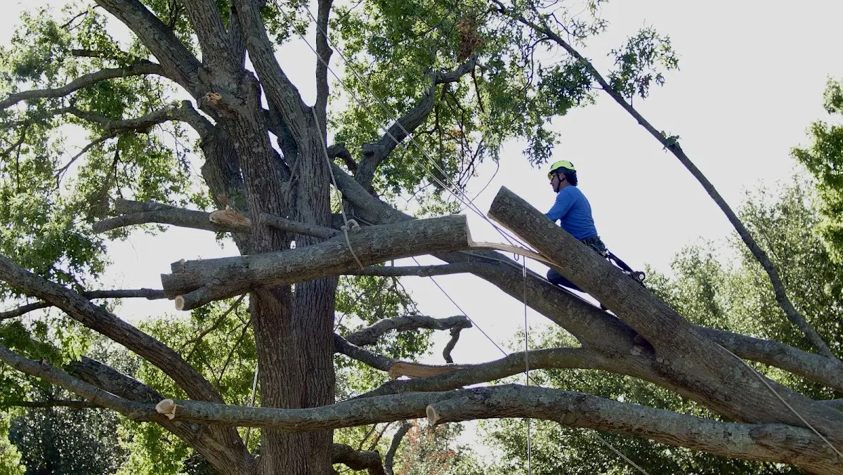 Professional Hazardous Tree Removal performed by certified arborists in Perkinston